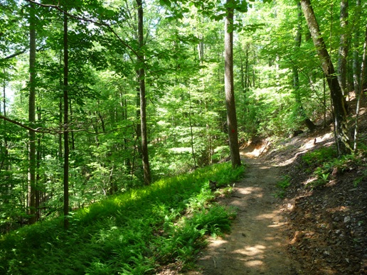 Along Brushy Creek Trail in Bracken Mountain Preserve