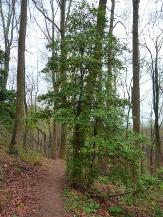 View along the Chestnut Ridge Heritage Preserve Trail