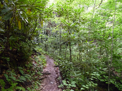 Coontree (Coon Tree) Trail in Pisgah National Forest