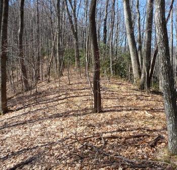 Flat Section along Green Knob Trail