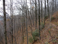 Raven Cliff Trail along the Blue Ridge Escarpment