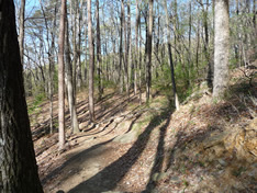 Open forest trail
