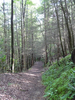 Hemlocks along Coontree (Coon Tree) Trail
